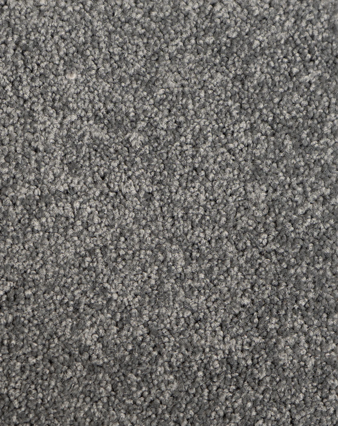Astelia - Image 5