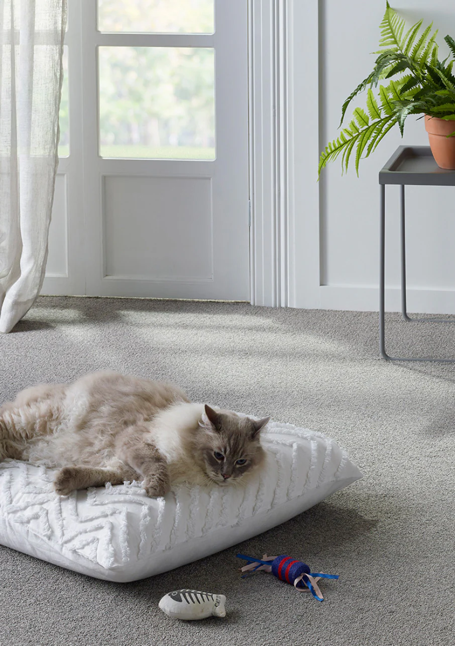 Birman - Image 13